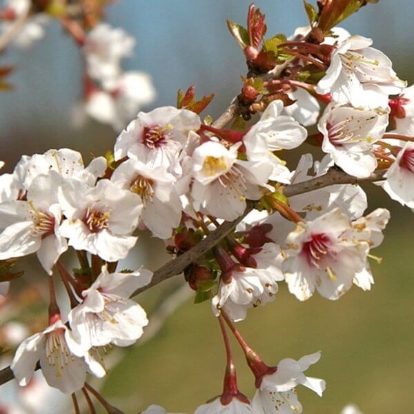 Wiśnia Kojou-no-mai (Prunus incisa) Sadzonka C1 (4).jpg