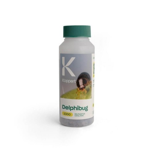 DELPHIBUG 1000 drapieżny chrząszcz 250ml
