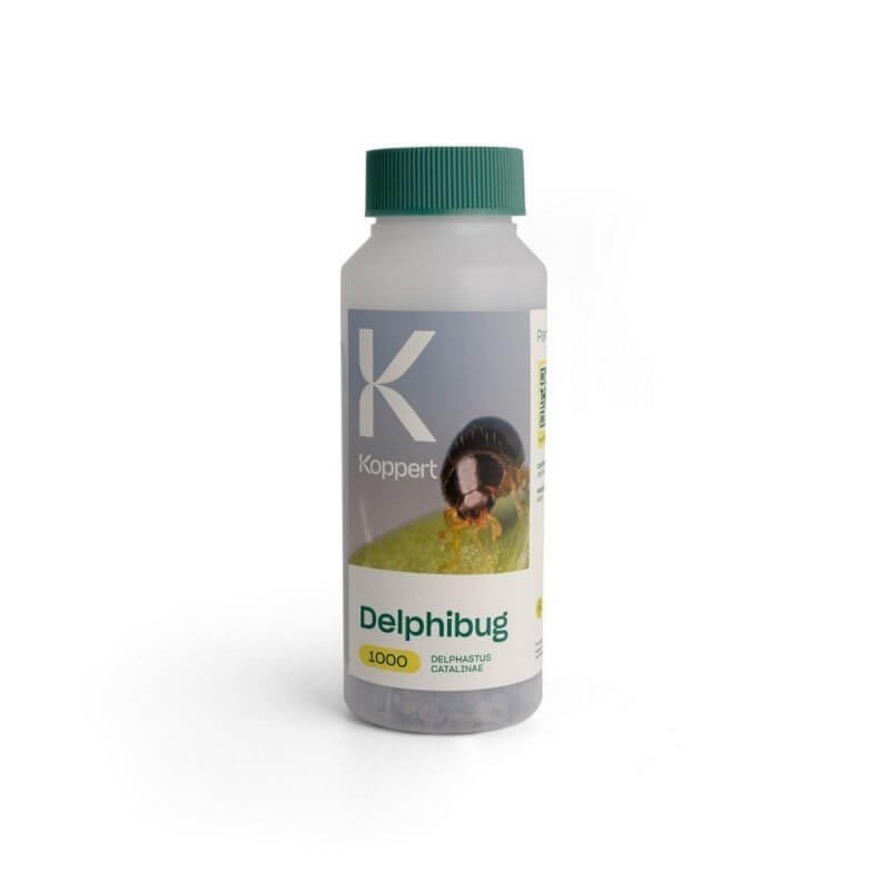 DELPHIBUG 1000 drapieżny chrząszcz (zwalcza mączlika) 250ml ochrona (1).jpg