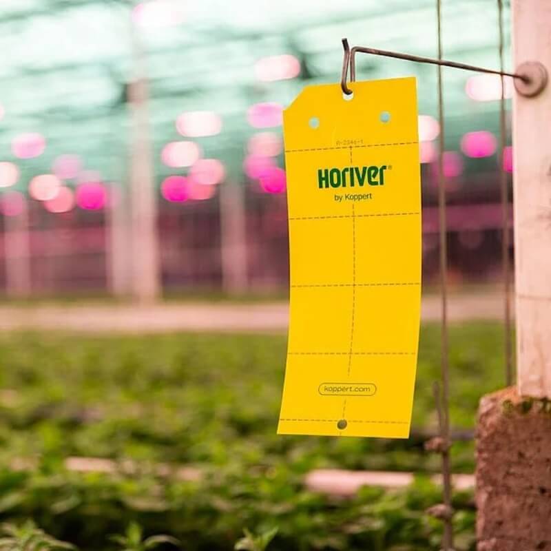 HORIVER-TR niebieskie tablice lepowe (25x40cm) 12 sztuk (4).jpg