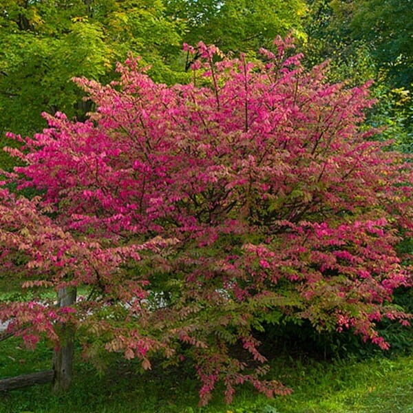 Trzmielina europejska RED CASCADE (Euonymus europaeus) Sadzonka C2 (1).jpg