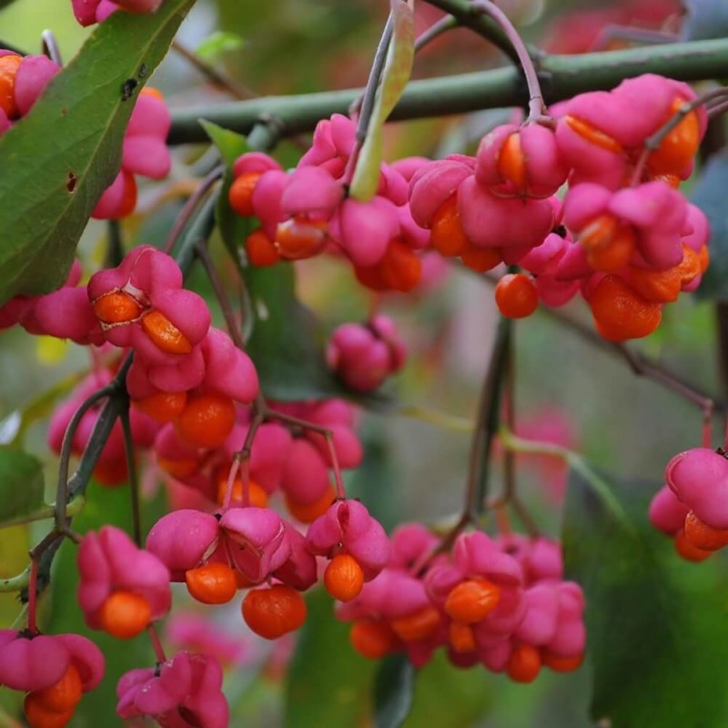 Trzmielina europejska RED CASCADE (Euonymus europaeus) Sadzonka C2 (2).jpg