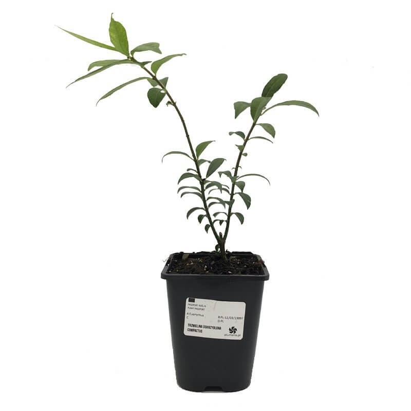 Trzmielina europejska RED CASCADE (Euonymus europaeus) Sadzonka C2.jpg