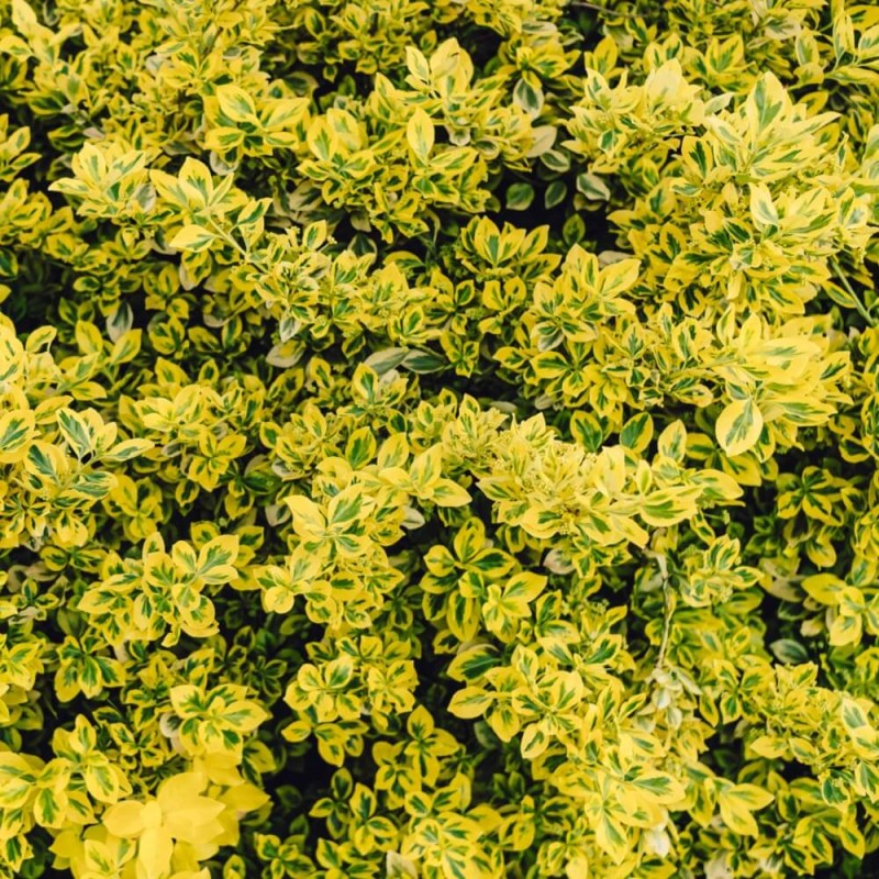 Trzmielina Fortunea EMERALD GOLD (Euonymus fortunei) Sadzonka P9.jpg