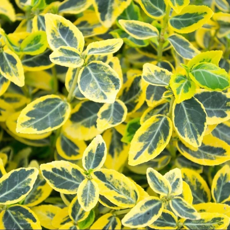 Trzmielina Fortunea EMERALD GOLD (Euonymus fortunei) Sadzonka P9 (2).jpg