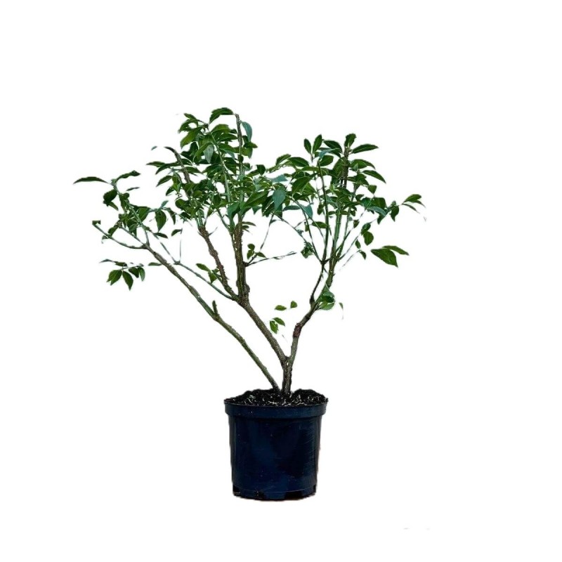 Trzmielina Oskrzydlona COMPACTUS (Euonymus alatus) Sadzonka P9C1 (2).jpg