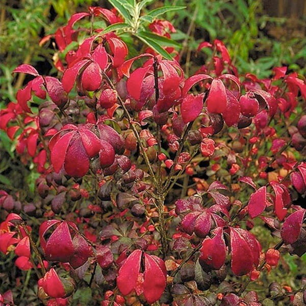 Trzmielina Oskrzydlona COMPACTUS (Euonymus alatus) Sadzonka P9C1 (3).jpg