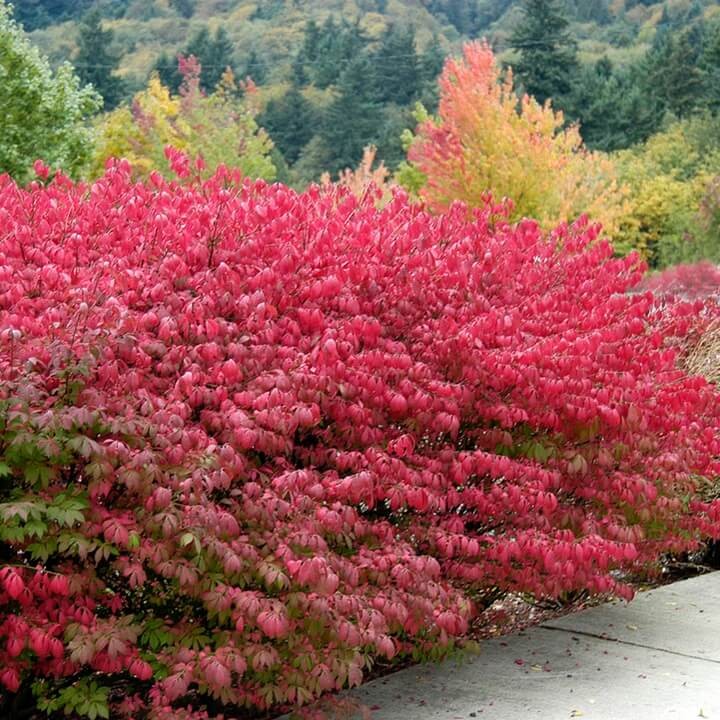 Trzmielina Oskrzydlona COMPACTUS (Euonymus alatus) Sadzonka P9C1 (4).jpg