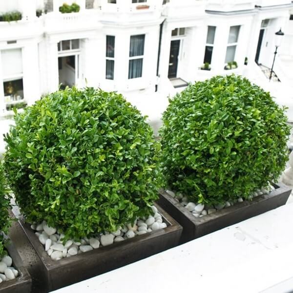 Bukszpan drobnolistny 'Faulkner' (Buxus microphylla) Sadzonka KULA C4 (1).jpg