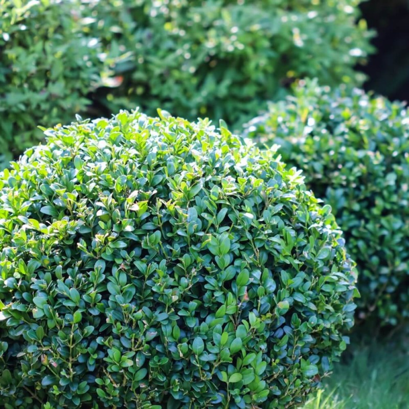 Bukszpan drobnolistny 'Faulkner' (Buxus microphylla) Sadzonka KULA C4 (3).jpg