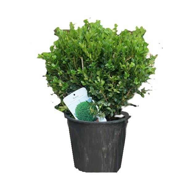 Bukszpan drobnolistny 'Faulkner' (Buxus microphylla) Sadzonka KULA C4.jpg