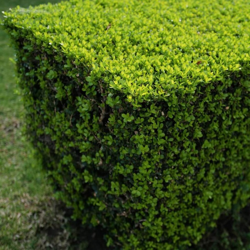 Bukszpan wieczniezielony (Buxus sempervirens) Sadzonka C1,5 (2).jpg