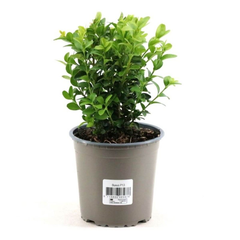 Bukszpan wieczniezielony (Buxus sempervirens) Sadzonka C1,5 (3).jpg