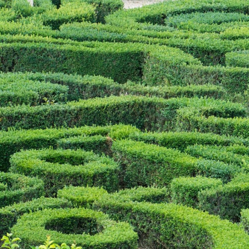 Bukszpan wieczniezielony (Buxus sempervirens) Sadzonka C1,5 (1).jpg