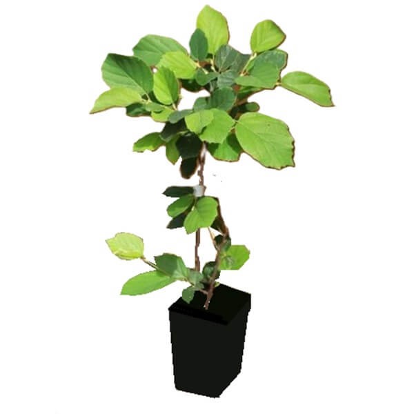 Fotergilla BLUE MIST (Fothergilla gardenii) Sadzonka C3 (1).jpg