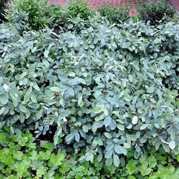 Fotergilla BLUE MIST (Fothergilla gardenii) Sadzonka C3 (7).jpg