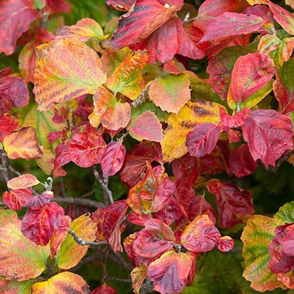 Fotergilla BLUE MIST (Fothergilla gardenii) Sadzonka C3 (4).jpg