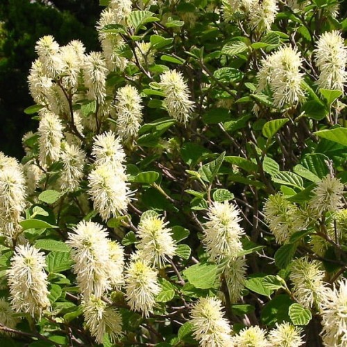 Fotergilla większa sadzonka C2/C3