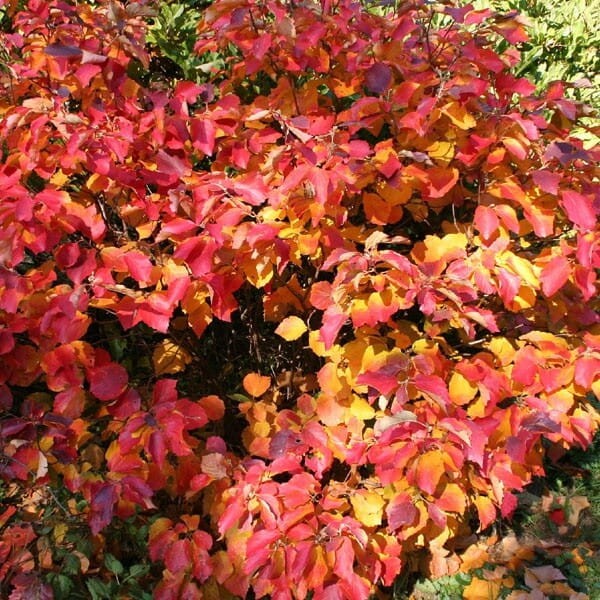 Fotergilla większa (Fothergilla major) Sadzonka C2C3 (2).jpg