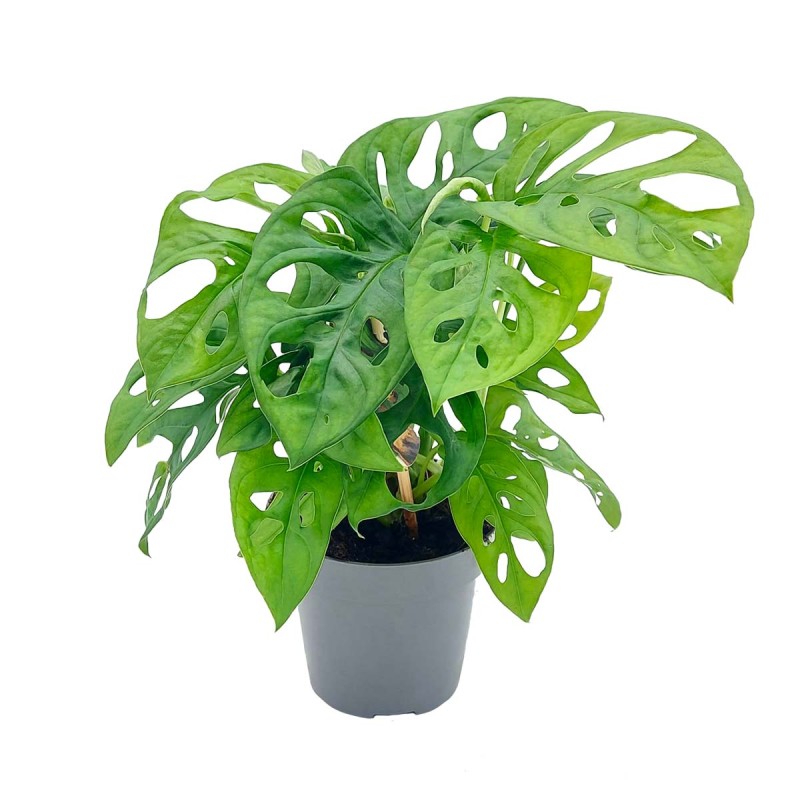 Monstera Monkey Mask sadzonka p12 niska cena