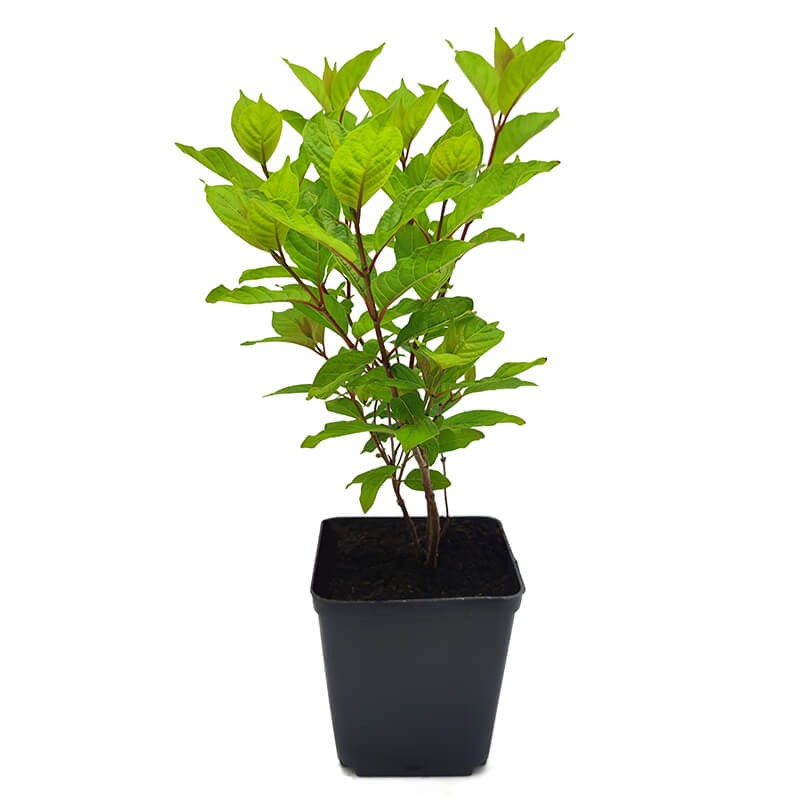 Guzikowiec zachodni (Cephalanthus occidentalis) Sadzonka (1).jpg