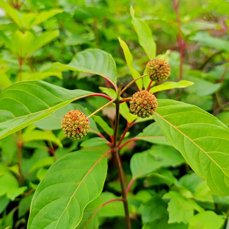 Guzikowiec zachodni (Cephalanthus occidentalis) Sadzonka (4).jpg