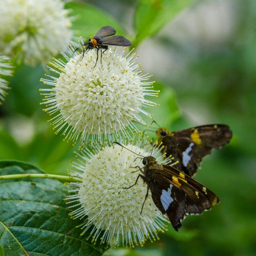 Guzikowiec zachodni sadzonka