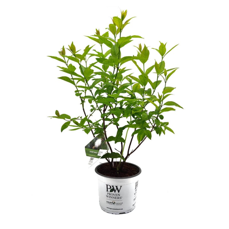 Guzikowiec SUGAR SHACK® (Cephalanthus occidentalis) Sadzonka C3 (2).jpg