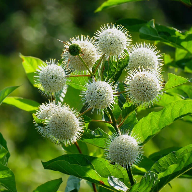 Guzikowiec SUGAR SHACK® (Cephalanthus occidentalis) Sadzonka C3 (1).jpg