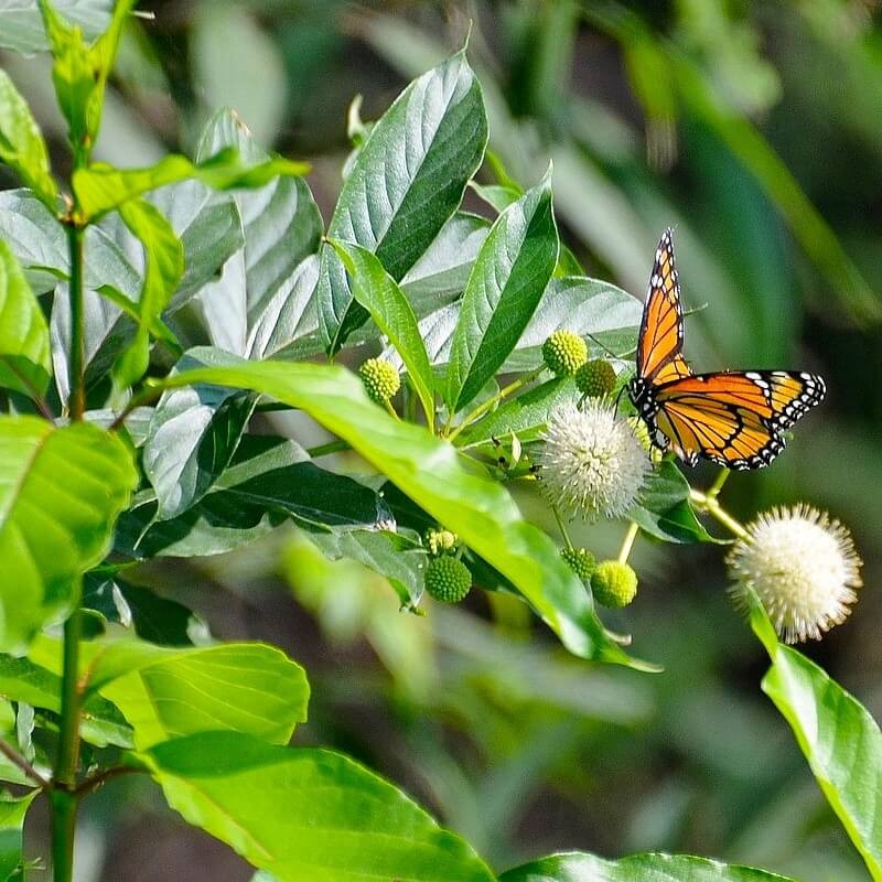 Guzikowiec SUGAR SHACK® (Cephalanthus occidentalis) Sadzonka C3.jpg