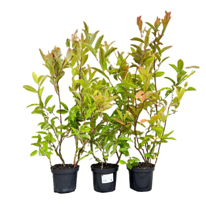 Itea Wirginijska HENRY'S GARNET (Itea virginica) Sadzonka (1).jpg