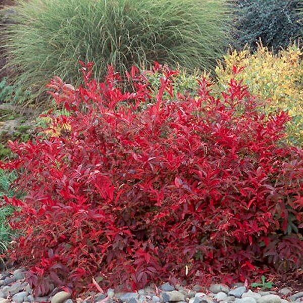 Itea Wirginijska HENRY'S GARNET (Itea virginica) Sadzonka (2).jpg