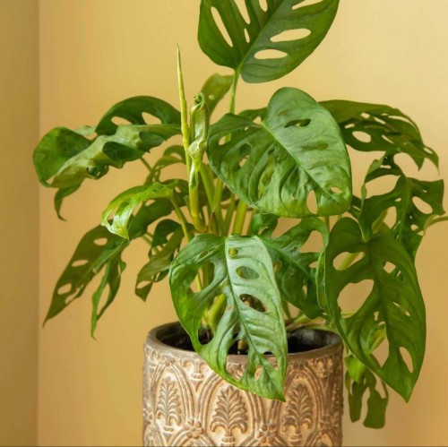 Monstera Monkey Mask roślina domowa P12