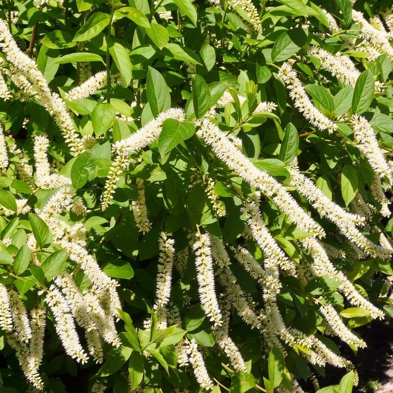 Itea Wirginijska HENRY'S GARNET (Itea virginica) Sadzonka (3).jpg