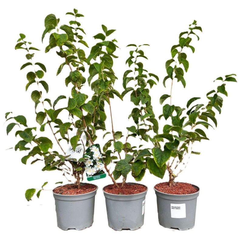 Jaśminowiec BIAŁY KARZEŁ (Philadelphus) Sadzonka (1).JPG