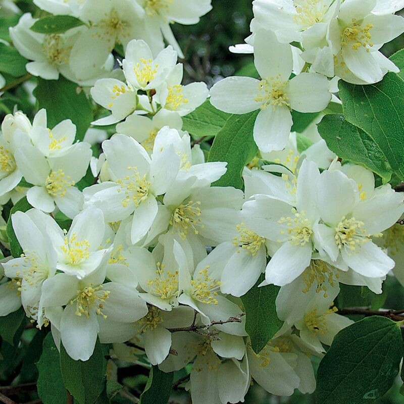 Jaśminowiec BIAŁY KARZEŁ (Philadelphus) Sadzonka (2).jpg