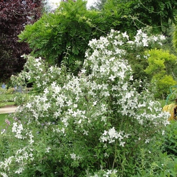 Jaśminowiec BIAŁY KARZEŁ (Philadelphus) Sadzonka (3).jpg