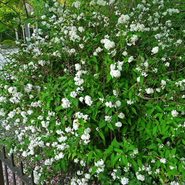 Jaśminowiec LEMOINEI (Philadelphus) Sadzonka C2 (2).jpg
