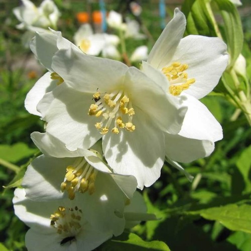 Jaśminowiec LEMOINEI sadzonka C2