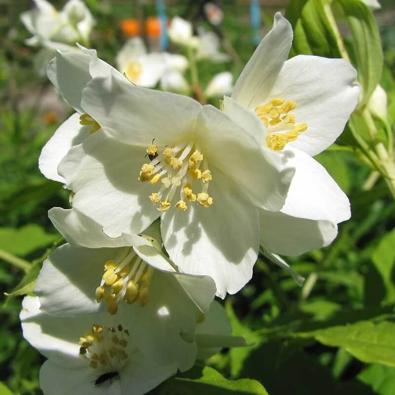 Jaśminowiec LEMOINEI (Philadelphus) Sadzonka C2 (4).jpg
