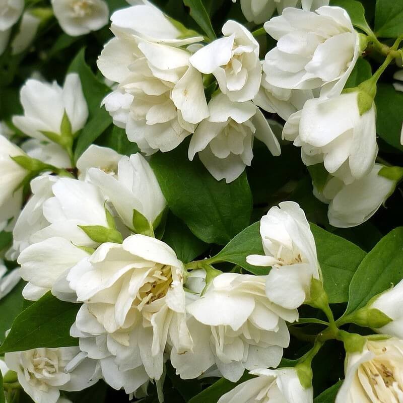 Jaśminowiec MANTEAU d'HERMINE (Philadelphus) Sadzonka C2 (1).jpg