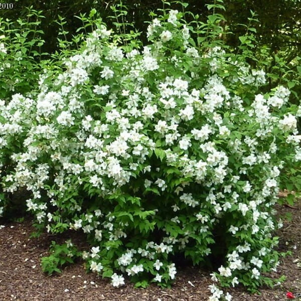 Jaśminowiec MANTEAU d'HERMINE (Philadelphus) Sadzonka C2 (2).jpg