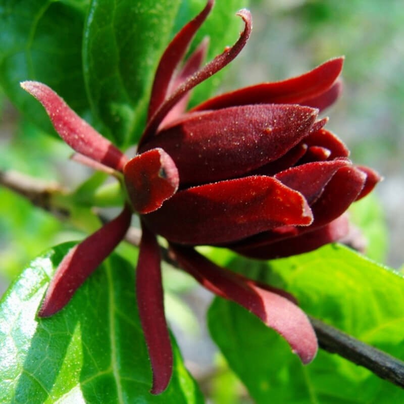 Kielichowiec wonny (Calycanthus floridus) Sadzonka C1C2 (3).jpg