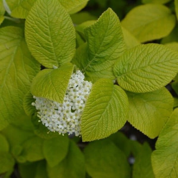 Kalina AUREUM (Viburnum lantana) Sadzonka C2 (1).jpg