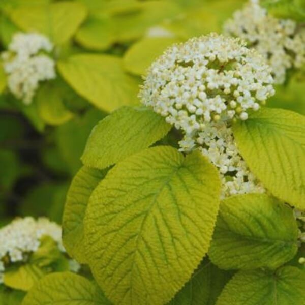 Kalina AUREUM (Viburnum lantana) Sadzonka C2 (2).jpg