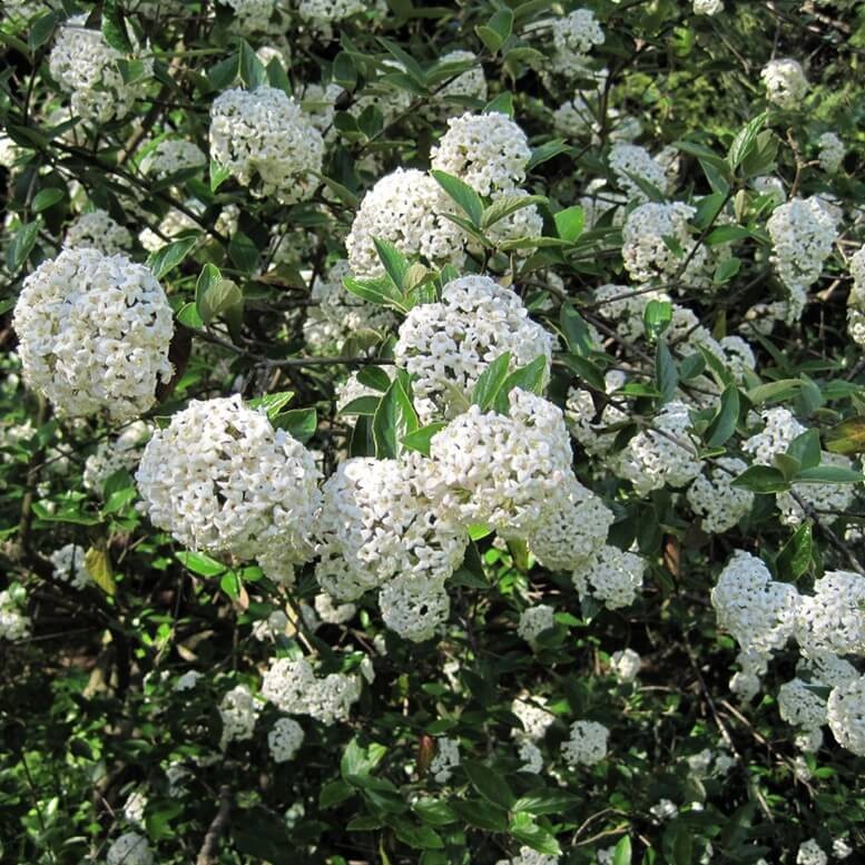 Kalina BURKWOODI (Viburnum burkwoodii) Sadzonka C2 (1).jpg