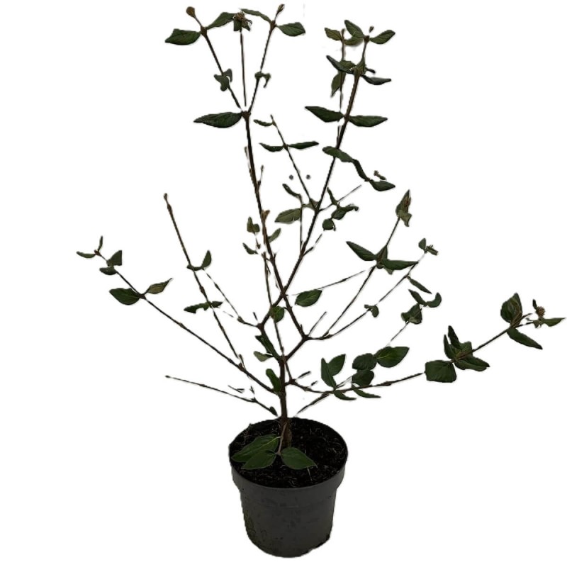 Kalina BURKWOODI (Viburnum burkwoodii) Sadzonka C2 (2).jpg