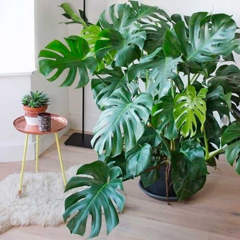 monstera deliciosa dlaczego choruje