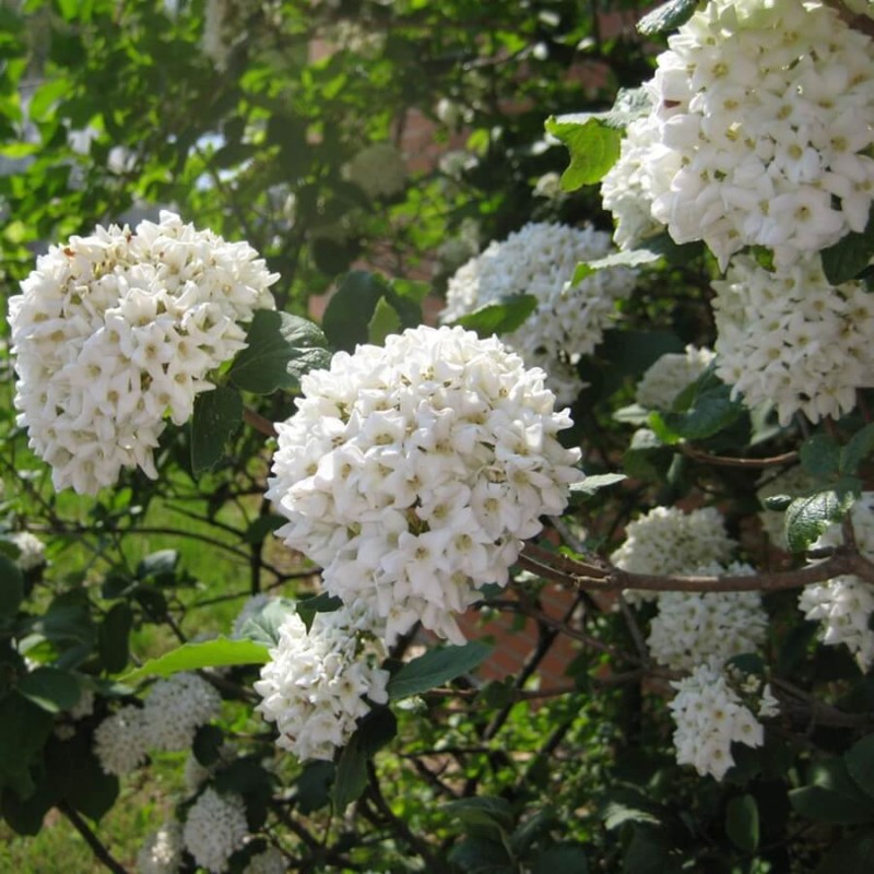 Kalina BURKWOODI (Viburnum burkwoodii) Sadzonka C2 (3).jpg