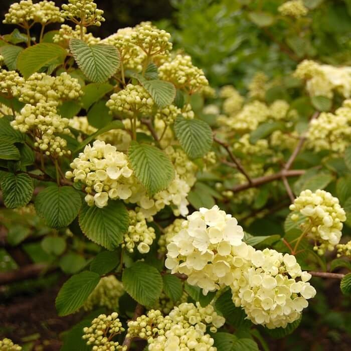 Kalina japońska POPCORN (Viburnum plicatum) Sadzonka C2 (1).jpg